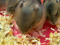 Hamster babies - Day 13