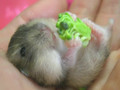 Baby hamster eating broccoli