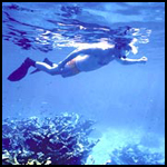 Key West  Sebago Snorkel