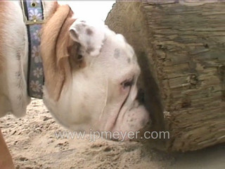 Virginia Beach travel: Bulldog on Sandbridge Beach. 