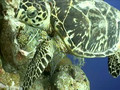 Diving Bloody Bay Wall-Diving Little Cayman Island:Little Cayman Island Travel Video PostCard