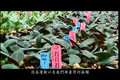 驚艷台灣花卉/Taiwan Blooms Across the world(Chinese version)
