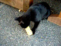 Cat eats corn