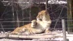 Liger  (Panthera leo × Panthera tigris)