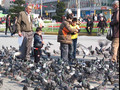 MVI_0839 child feed pigeons taksim.AVI