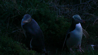 penguins pt 3