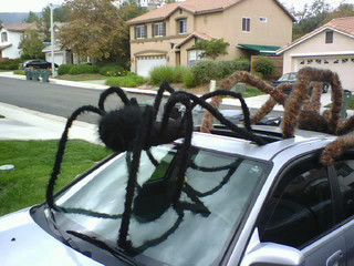 Pick Your Giant Spider Off The WEB!