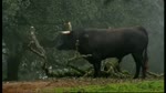Cattle bull