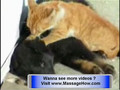 Cat Massage a  Dog