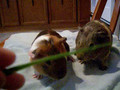 hungry guinea pigs