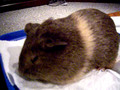 sleepy guinea pig
