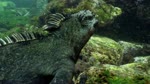 Galapagos - Adaptation (Part 2)