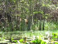 Buck 1 at Okeefenokee Swamp