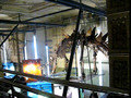 Londyn - Natural History Museum - 1
