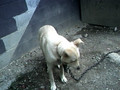 My Dog Bandit (3)