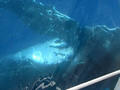 whale eco holiday: underwater the boat 07