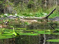 Pair of Gators 1