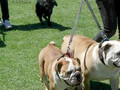 Surry Hills fest 07: dog show