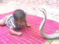 Bebe jugando con cobra