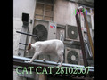 CAT CAT 28102007