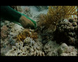 SEA SERPENTS-ANIMAL  PLANET 3/8
