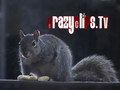  Don Pedro the pizza eating Squirrel (Episode 1)