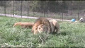 Growling Lion Attacks