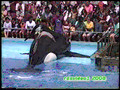 Our Visit With Shamu at Sea World TX 1993