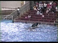 Our Visit With Shamu - Sea World of Texas - 1993 - rdsvideo1