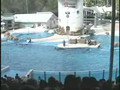 Watching dolphins 06 2004 45hh45.mp4