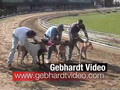 wonderland greyhound park kennel helper 2008