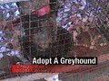 wonderland greyhound park kennel helper 2008 part 2