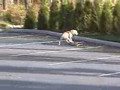skateboarding dog - can u do this??