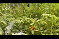 Garden Girl TV: Garden Prep Work 