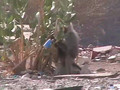 Baboons at a rest stop in Saudi Arabia