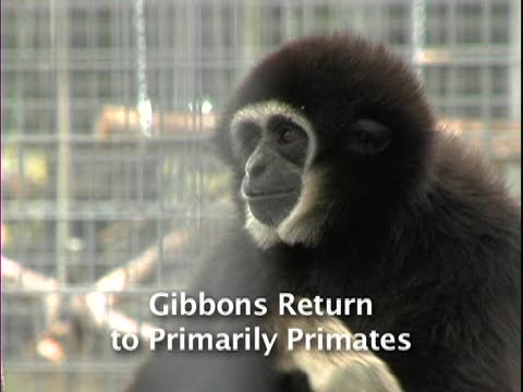 Gibbons Return to PPI