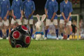 Les lapins crtins participent  l'Euro.