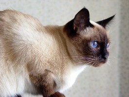 Our siamese cats