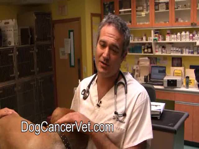 Dog Cancer Biopsy Preparation