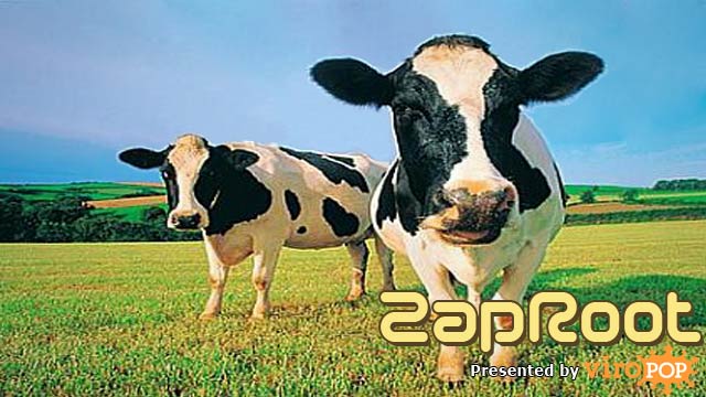 Korean Mad Cow Craze | ZapRoot 043