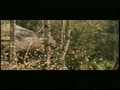 Las Crónicas de Narnia: El Príncipe Caspian (Trailer Final)