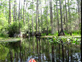 Okeefenokee with Tom and Pete 2