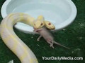 Feeding A Two Headed Snake