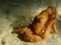 Octopus Escapes Out of One Inch Hole