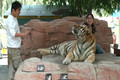 Pet a Tiger
