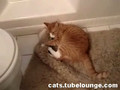 Crazy Cat Attack Video