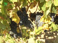 Ciência nas técnicas de degustação de vinho permite identificar características diferenciadoras
