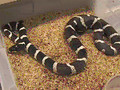 SnakeBytesTV-youtubes top pet snake picks! 