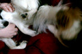 Papillon puppy Savina playing with Killian's tail