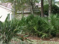 Real Estate Home for Sale Oldsmar Florida (SOLD)